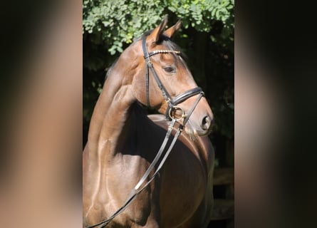 Oldenburg, Mare, 8 years, 16.1 hh, Bay-Dark