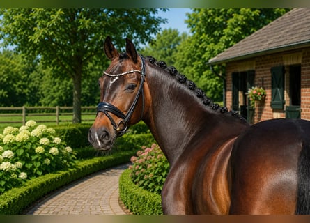 Oldenburg, Mare, 8 years, 16.1 hh, Bay-Dark