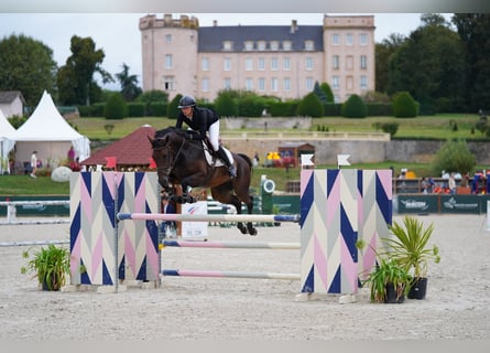 Oldenburg, Mare, 8 years, 16.1 hh, Brown