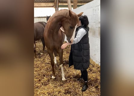 Oldenburg, Mare, 8 years, 16.1 hh, Chestnut