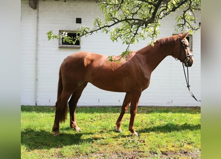 Oldenburg, Mare, 8 years, 16.1 hh, Chestnut-Red