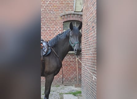 Oldenburg, Mare, 8 years, 16.2 hh, Black