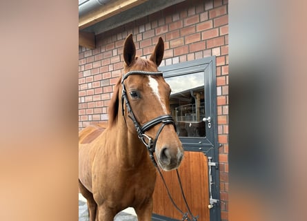 Oldenburg, Mare, 8 years, 16,2 hh, Chestnut-Red