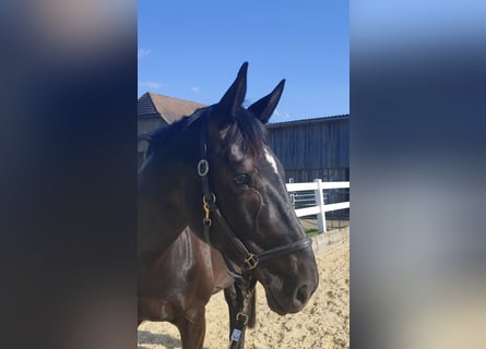 Oldenburg, Mare, 8 years, 16.3 hh, Bay-Dark