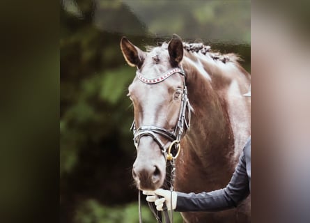 Oldenburg, Mare, 8 years, 16.3 hh, Black