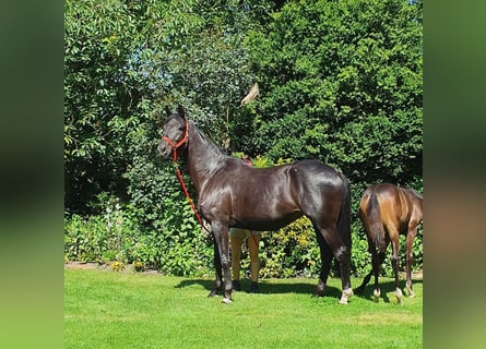 Oldenburg, Mare, 8 years, 16,3 hh, Brown