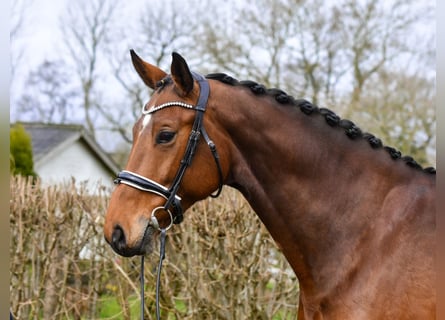 Oldenburg, Mare, 8 years, 16.3 hh, Brown