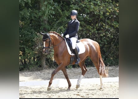 Oldenburg, Mare, 8 years, 16 hh, Chestnut