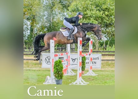 Oldenburg, Mare, 8 years, 16,1 hh, Bay-Dark