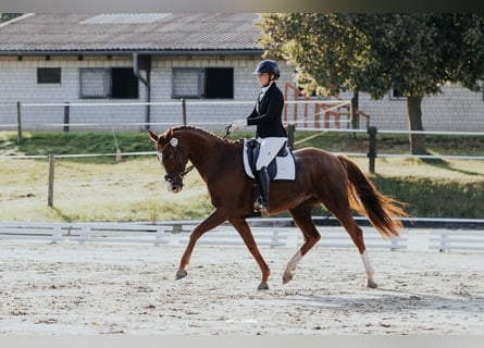 Oldenburg, Mare, 8 years, 16,1 hh, Chestnut