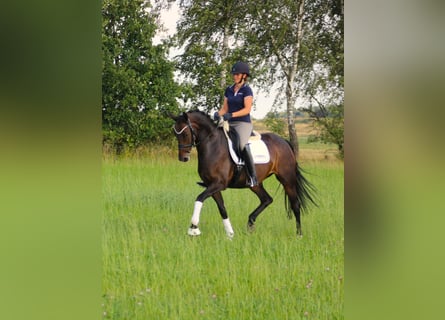 Oldenburg, Mare, 8 years, 16,1 hh, Smoky-Black