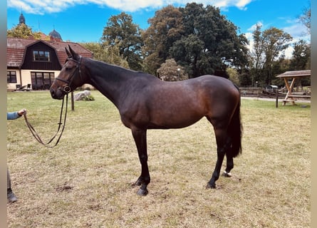 Oldenburg, Mare, 8 years, 16,2 hh, Smoky-Black