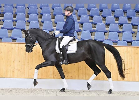 Oldenburg, Mare, 8 years, 17,1 hh, Black