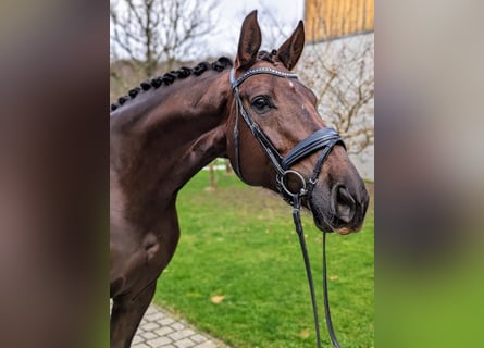 Oldenburger, Stute, 8 Jahre, 17,1 hh, Dunkelfuchs