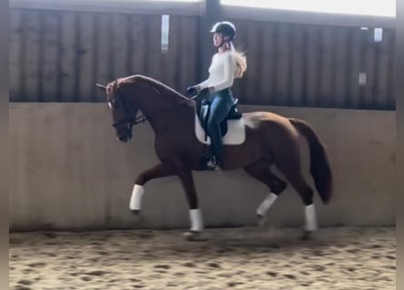 Oldenburg, Mare, 8 years, 17,1 hh, Chestnut-Red