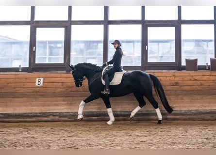 Oldenburg, Mare, 8 years