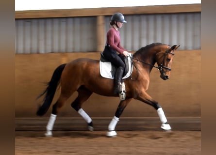 Oldenburg, Mare, 9 years, 15.3 hh, Brown