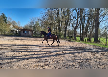 Oldenburg, Mare, 9 years, 16.1 hh, Bay-Dark