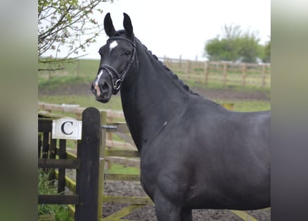 Oldenburg, Mare, 9 years, 16,1 hh, Black