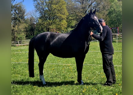 Oldenburg, Mare, 9 years, 16.2 hh, Black