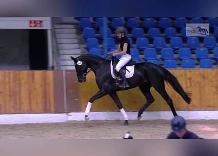 Oldenburg, Mare, 9 years, 16.2 hh, Black