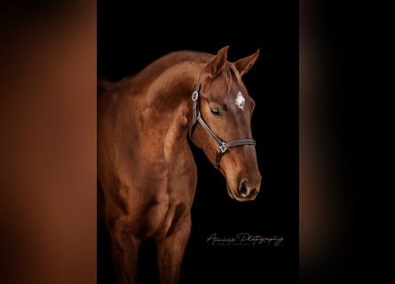 Oldenburg, Mare, 9 years, 16,2 hh, Chestnut