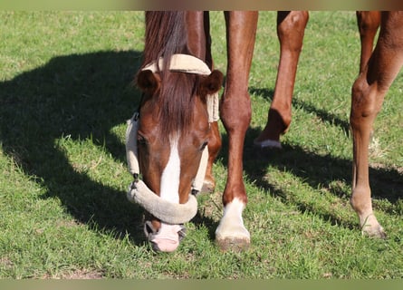 Oldenburg, Mare, 9 years, 16.3 hh, Chestnut