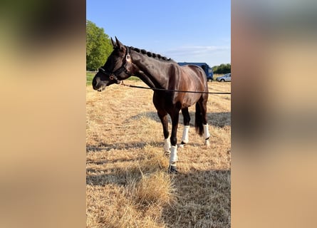 Oldenburg, Mare, 9 years, 16 hh, Black