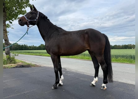 Oldenburg, Mare, 9 years, 16 hh, Brown