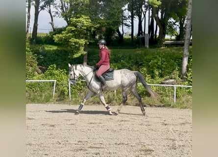 Oldenburg, Mare, 9 years, 16 hh, Gray-Dapple