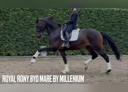 Oldenburg, Mare, 9 years, 16,3 hh, Bay-Dark