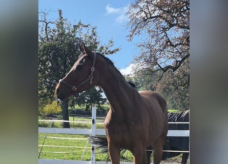 Oldenburg, Mare, 9 years, 16,3 hh, Brown