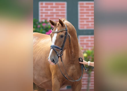 Oldenburg, Mare, 9 years, 16,3 hh, Chestnut-Red