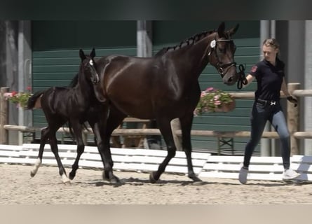 Oldenburg, Mare, 9 years, Bay-Dark