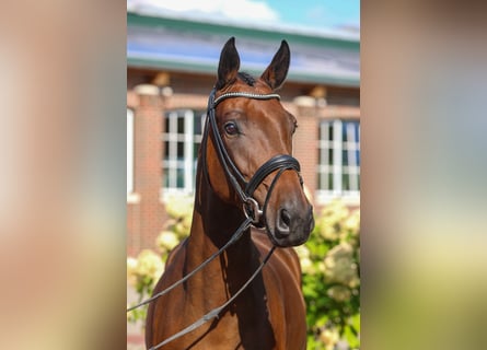 Oldenburg, Mare, 9 years, Brown