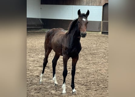 Oldenburg, Mare, Foal (03/2024), 16,1 hh, Bay-Dark