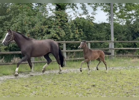 Oldenburg, Mare, Foal (03/2026), 16.1 hh, Brown