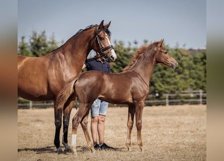 Oldenburg, Mare, Foal (04/2026), 16.1 hh, Chestnut