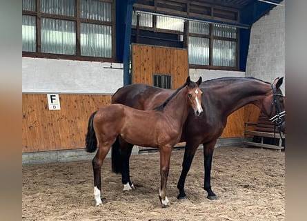 Oldenburg, Mare, Foal (05/2024), 16,2 hh, Bay-Dark