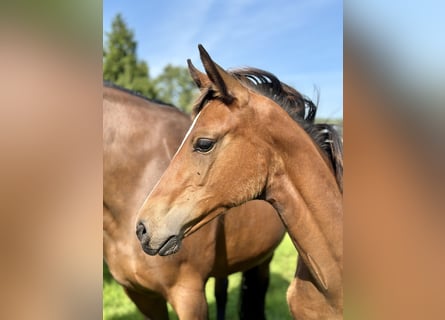 Oldenburg, Mare, Foal (04/2024), 16,2 hh, Brown