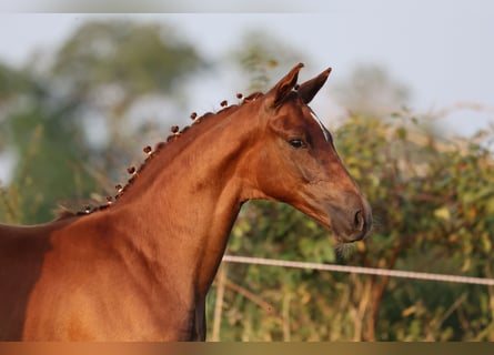 Oldenburg, Mare, Foal (05/2024), 16,2 hh, Chestnut