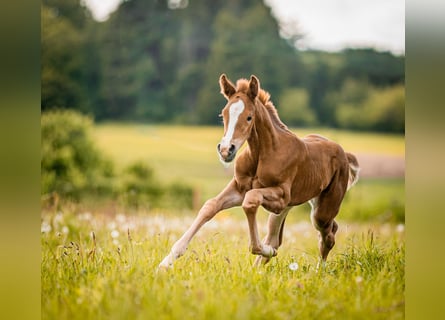 Oldenburg, Mare, Foal (05/2026), 16.2 hh, Chestnut-Red