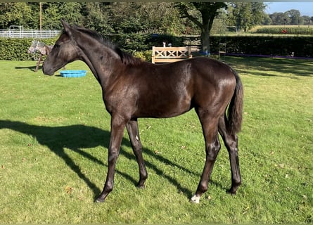 Oldenburg, Mare, Foal (04/2024), 16,2 hh, Smoky-Black