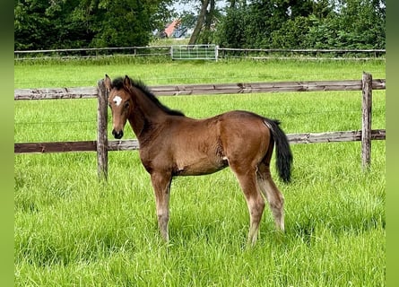 Oldenburg, Mare, Foal (04/2024), 16.3 hh, Brown