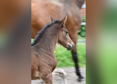 Oldenburg, Mare, Foal (03/2024), 16,3 hh, Brown