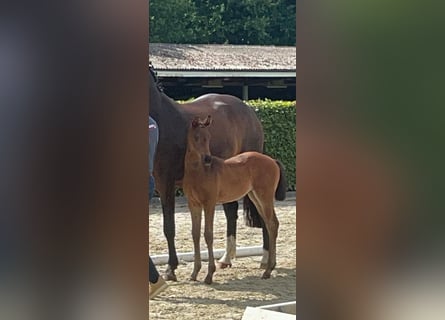 Oldenburg, Mare, , 16 hh, Bay-Dark