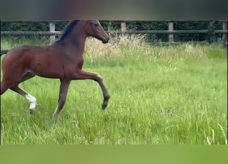 Oldenburg, Mare, , 16 hh, Brown