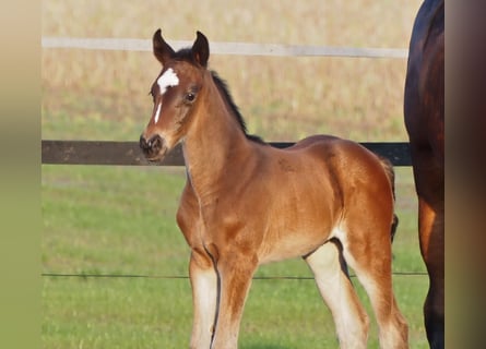 Oldenburg, Mare, Foal (02/2024), 16 hh, Brown
