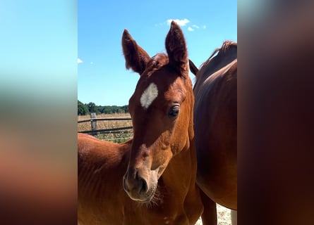 Oldenburg, Mare, Foal (05/2026), 16 hh, Chestnut-Red