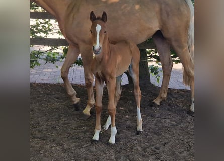 Oldenburg, Mare, , 16 hh, Chestnut-Red